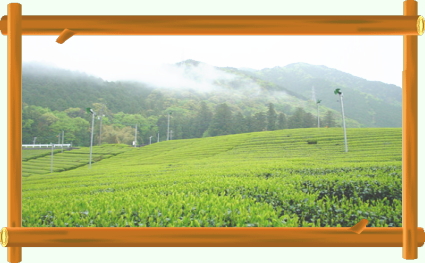 静岡茶の中の高品質銘柄『川根茶』を有機栽培で生産農家から直売しています。心を込めて育てた昔ながらの純粋な『川根茶』を通販